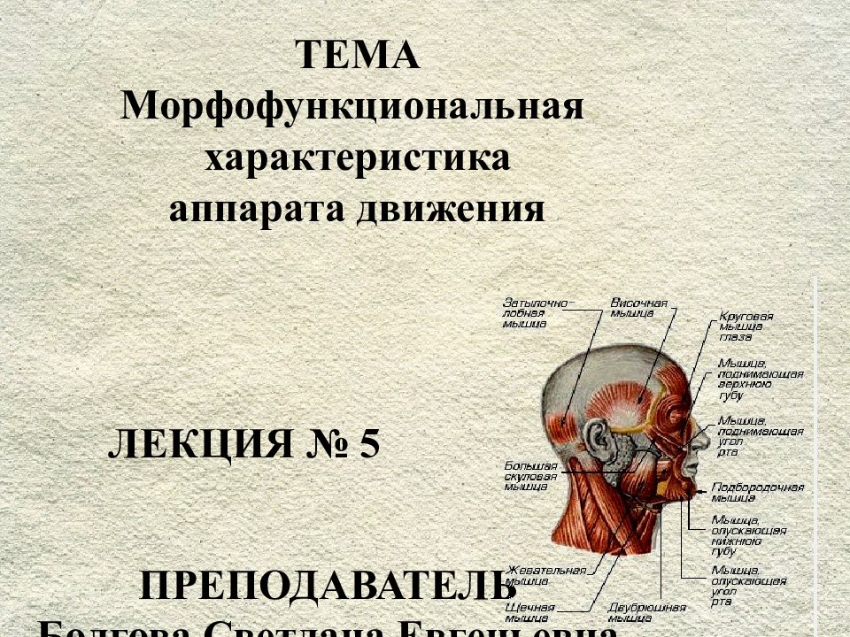 ЛЕКЦИЯ № 5 ПРЕПОДАВАТЕЛЬ Болгова Светлана