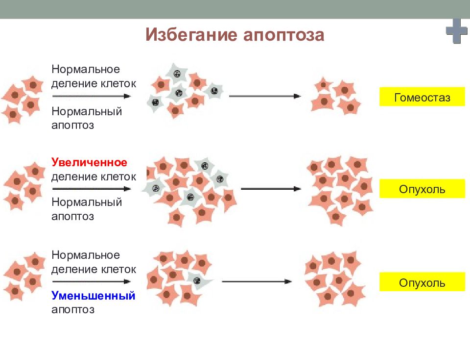 Нормальная клетка. Апоптоз раковых клеток. Апоптоз при опухолях. Нарушение процессов апоптоза.