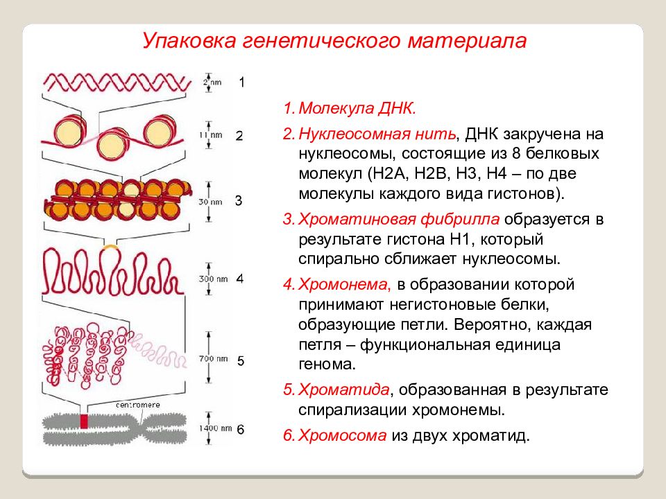 Наследственную информацию в ядре выполняет