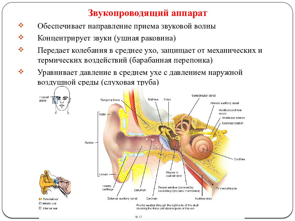 Давление в среднем ухе превышает. Звукопроводящая система слухового анализатора. К звукопроводящим образованиям слухового анализатора относят. Части уха строение функции наружное ухо среднее ухо внутренние ухо. Строение среднего уха слухового анализатора.