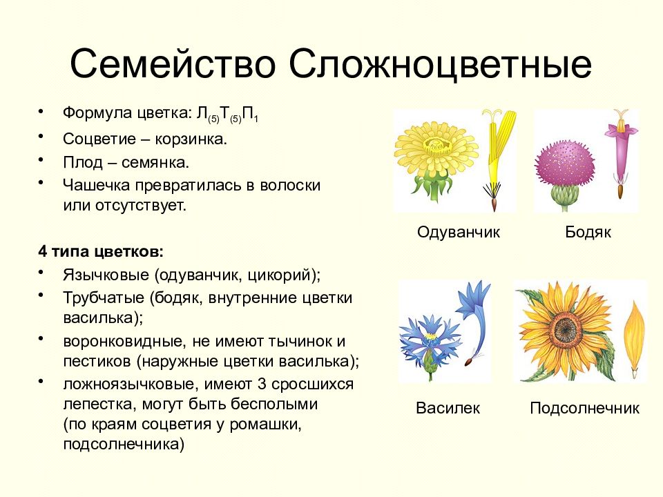 Сложноцветные растения рисунок