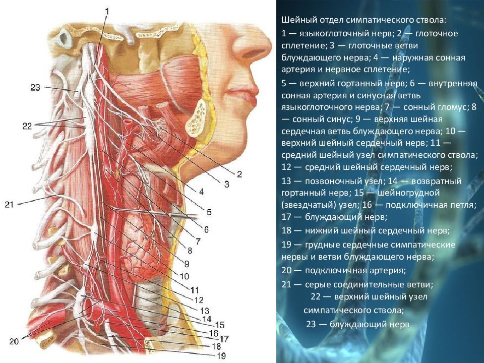 Нервы шейного отдела. Шейный нерв. Защемление артерии в шейном отделе.