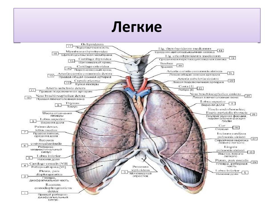 Отделы легких схема человека