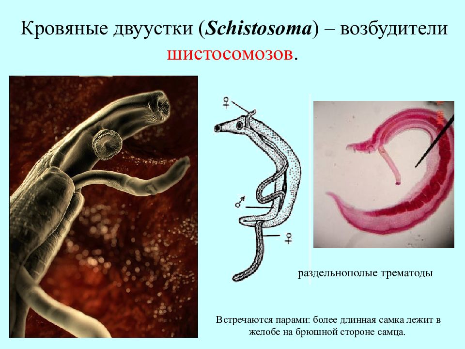 Листовидная форма червей. Кровяной сосальщик Schistosoma haematobium. Плоские черви шистосомы. Паразит червяк шистосома. Шистосома это плоский червь.