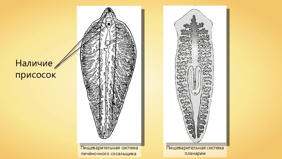 Печеночный сосальщик строение рисунок