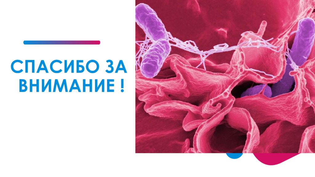 Сальмонеллез презентация микробиология