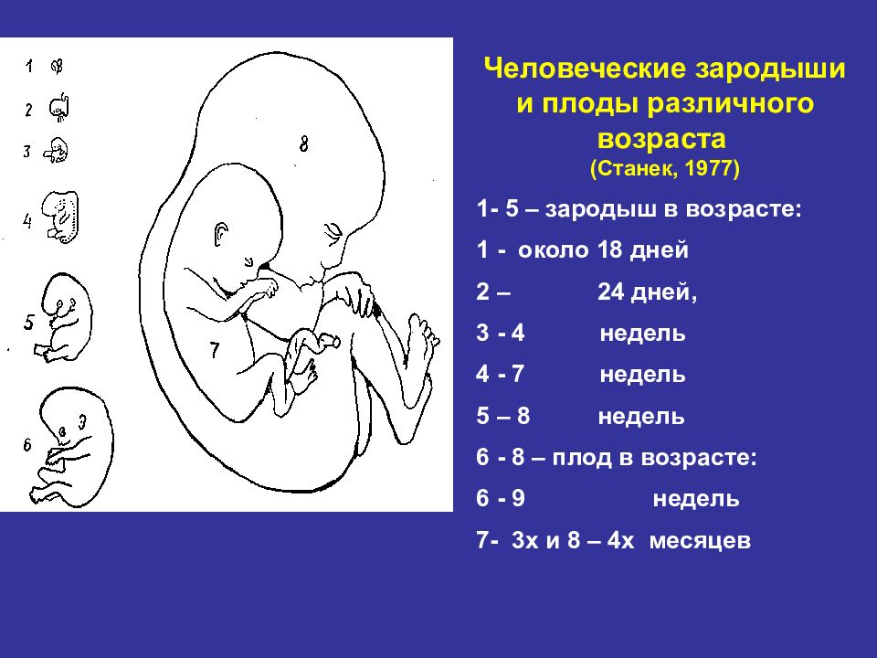 Схема плода человека. Эмбрион в разном возрасте.