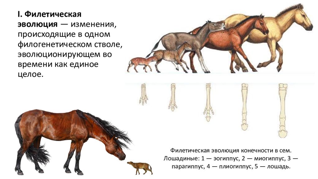 Как называют представленный на рисунке ряд предков современной лошади какие изменения произошли в