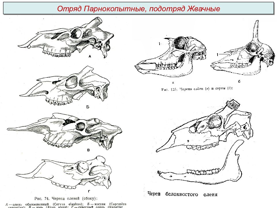 На рисунке изображена зубная система животного представители какого класса