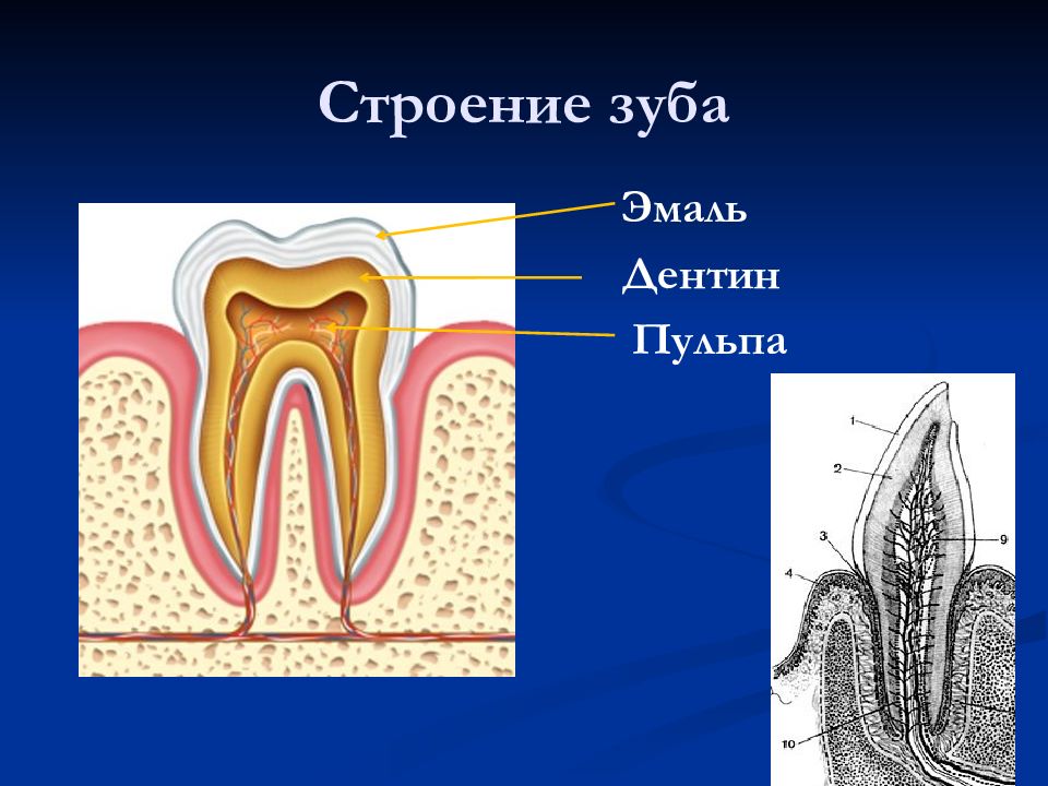 Строение зуба