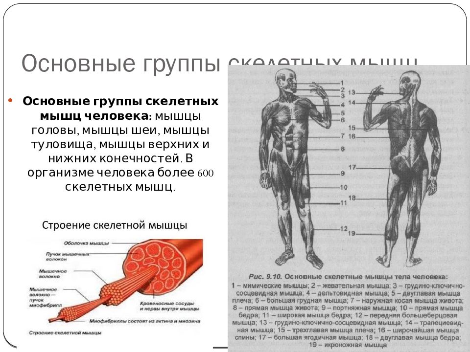 Скелетные мышцы это. Группы мышц. Группы скелетных мышц. Основные группы мышц. Группы скелетных мышц человека.