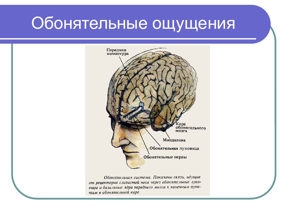 Обонятельное чувство. Обонятельный мозг. Периферический отдел обонятельного мозга. Обонятельный мозг строение и функции. Какие нарушения характерны для повреждения обонятельного мозга?.