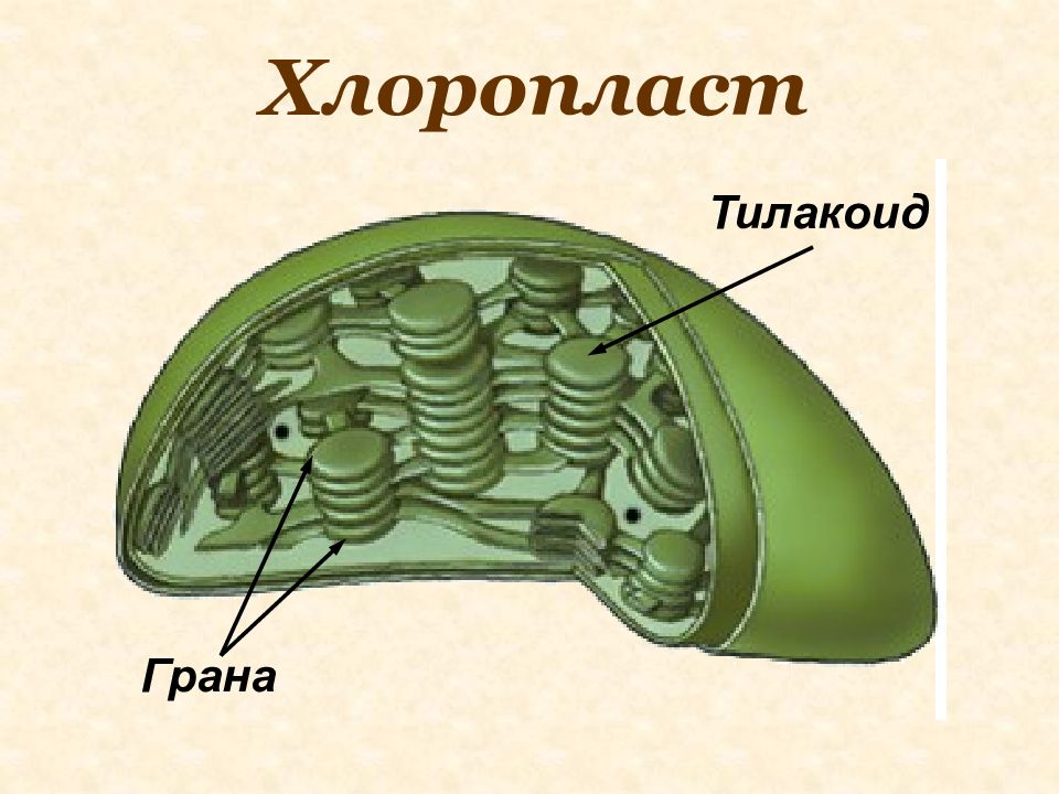 Строение хлоропласта рисунок с подписями