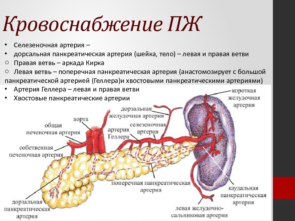 Кровоснабжение селезенки схема