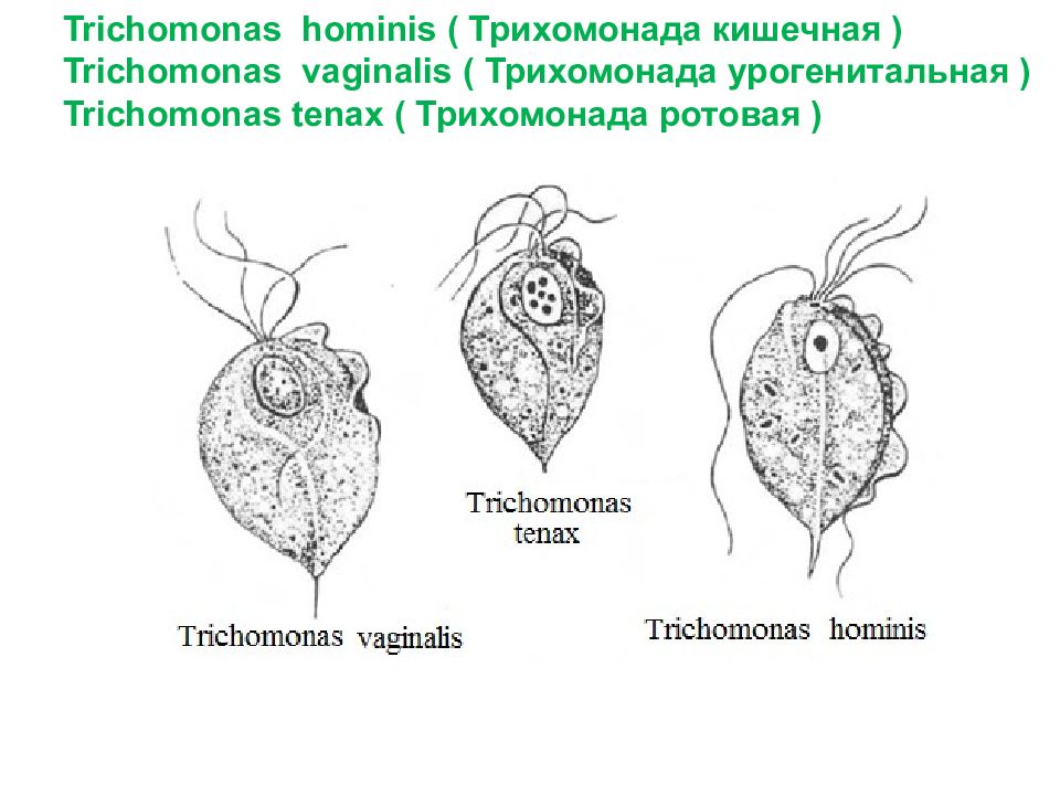 Трихомонада. Trichomonas Hominis Tenax. Урогенитальная трихомонада. Trichomonas vaginalis.. Кишечная трихомонада строение. Trichomonas Hominis паразитирует в.