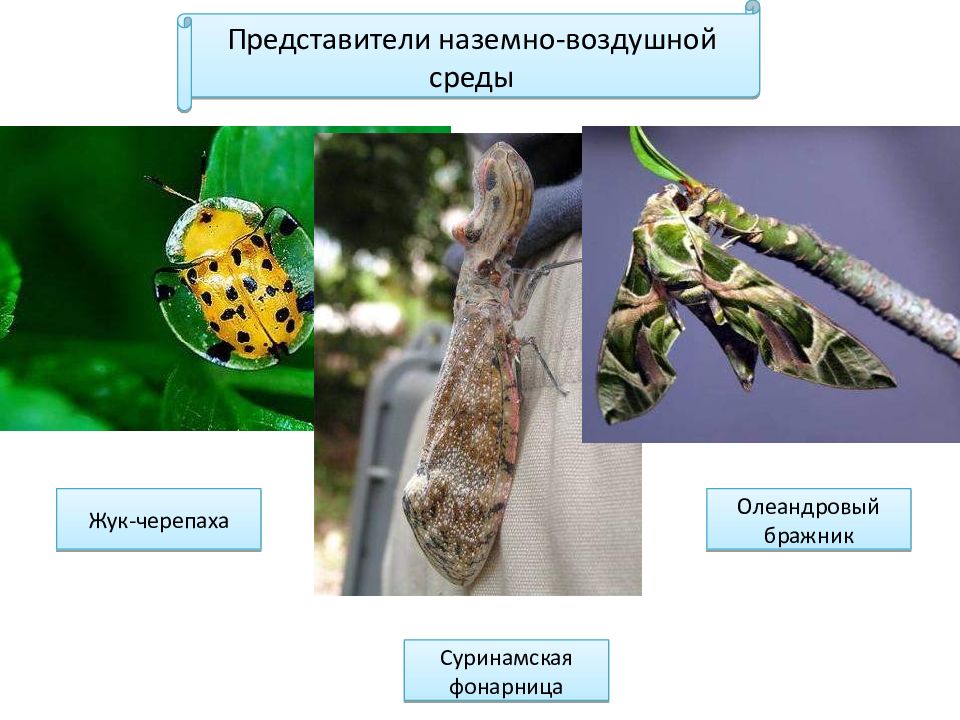 Представитель организмов. Представители наземно-воздушной среды. Наземно воздушные насекомые. Представители наземно-воздушной среды Жук. Представители наземной среды насекомые.