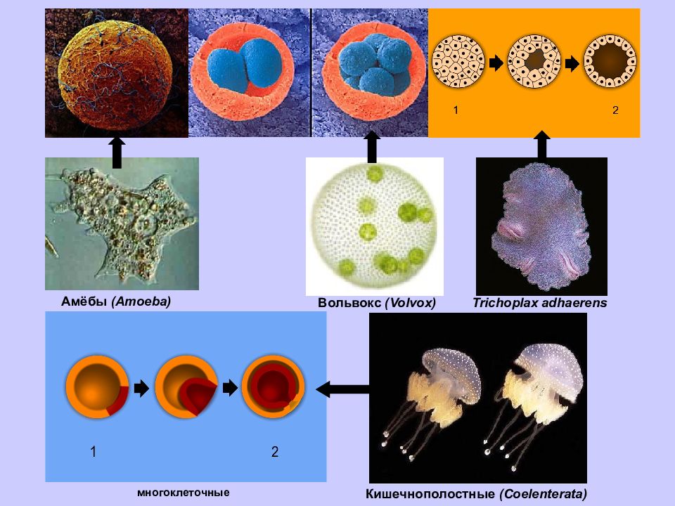Методы изучения эволюции. Трихоплакс и вольвокс. Чем отличается вольвокс от кишечнополостных. Трихоплакс для волос цена.