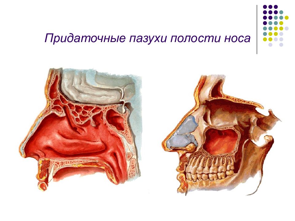 Полость носа носовые пазухи