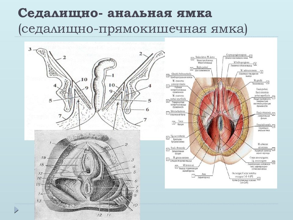 Укажите анатомическое образование. Фасции промежности седалищно-прямокишечная ямка. Седалищно прямокишечная ямка топография. Стенки седалищно-анальной ямки (Fossa ischio-analis) образуют:. Стенки седалищно-прямокишечной ямки.