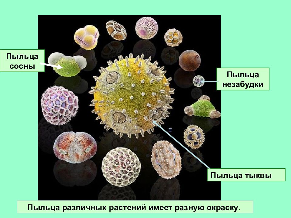 Размер пыльцы. Пыльца микроскопия палинология. Метод споро-пыльцевого анализа. Пыльцевые зерна растений. Палинологический анализ.