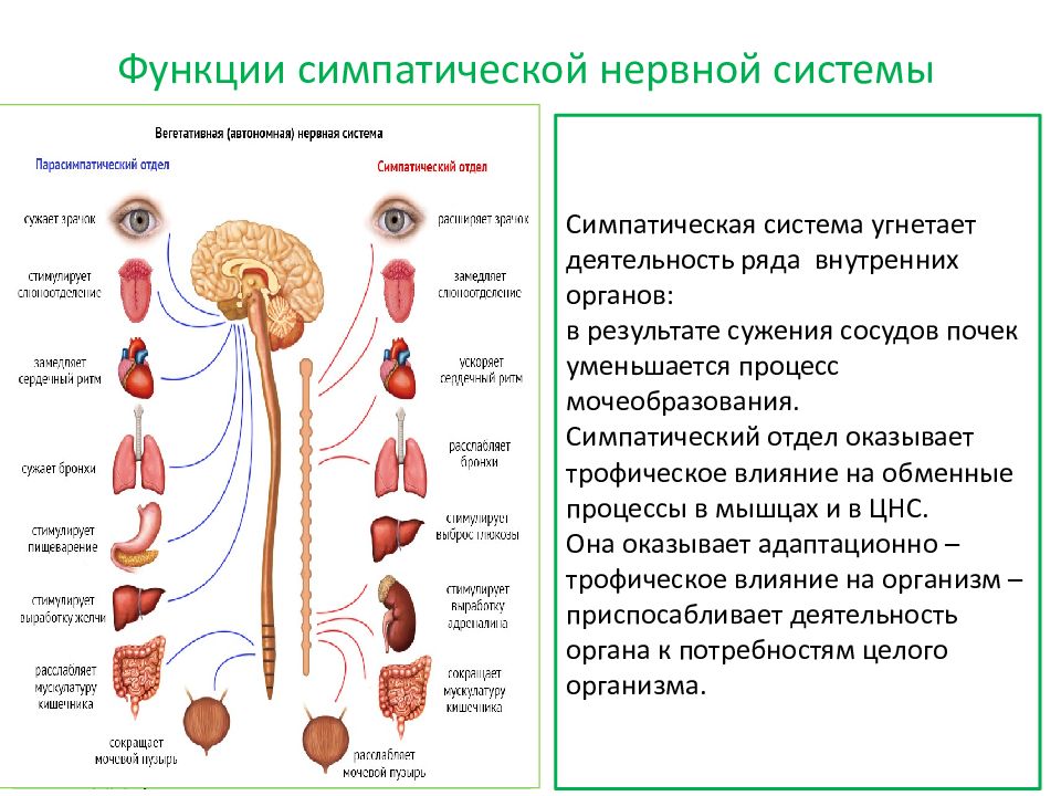 Симпатические нервы оказывают влияние. Вегетативный отдел нервной системы функции. Симпатическая нервная система функции функции. Симпатический отдел вегетативной нервной системы. Парасимпатическая нервная система функции.