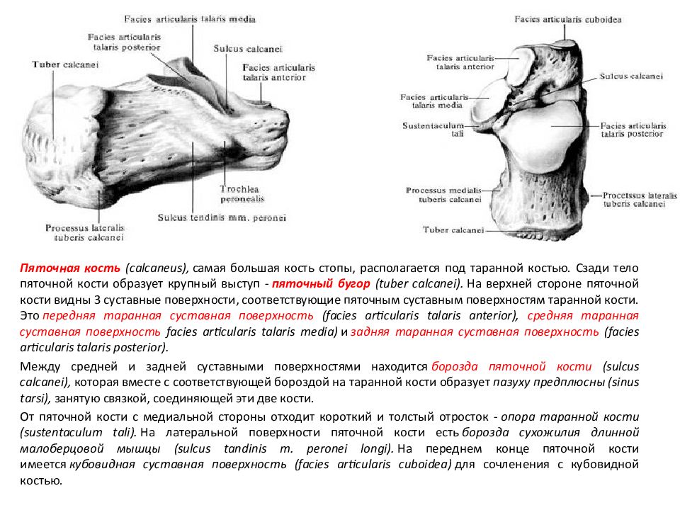 Костный остов. Facies articularis Talaris posterior calcanei. Кости скелета таблица 8 класс биология.