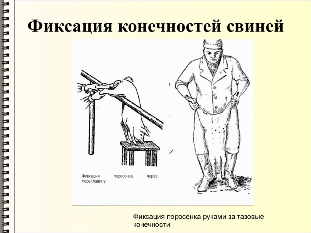 Кастрация поросят схема. Фиксация свиней за конечности. Методы фиксации свиней. Фиксация свиньи за тазовую конечность.