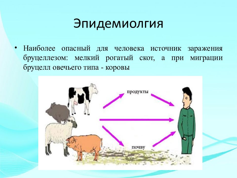 Бруцеллез презентация