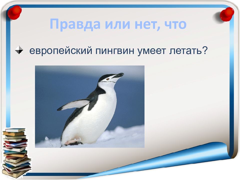 Можно ли умеет. Пингвин умеет летать. Пингвины умеют летать или нет. Летающий Пингвин. Пингвины не умеют летать.