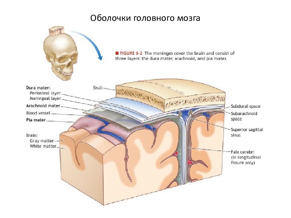 Оболочки головного мозга рисунок