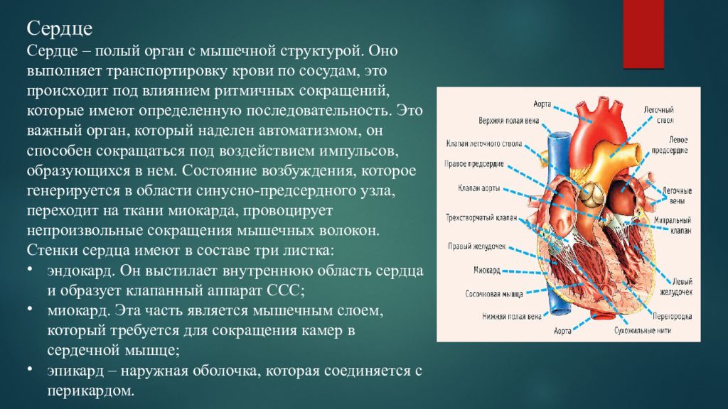 Дыхательный и сердечно сосудистый центр расположены