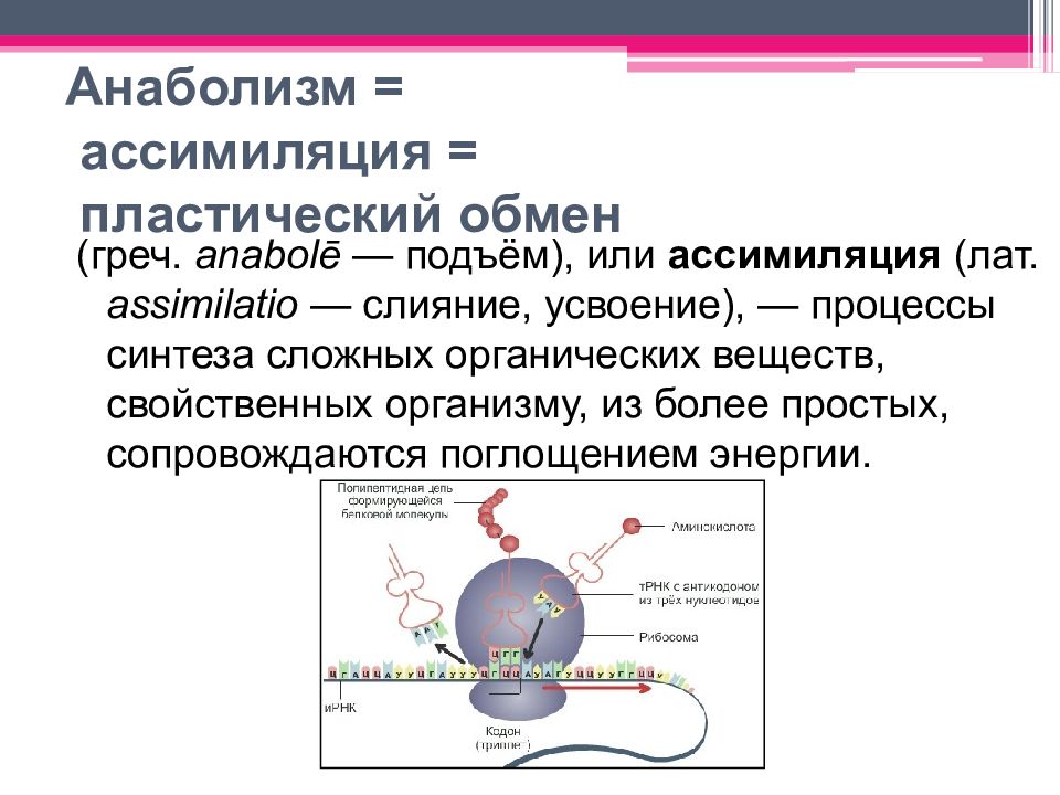 Ассимиляция и диссимиляция метаболизм 9 класс презентация