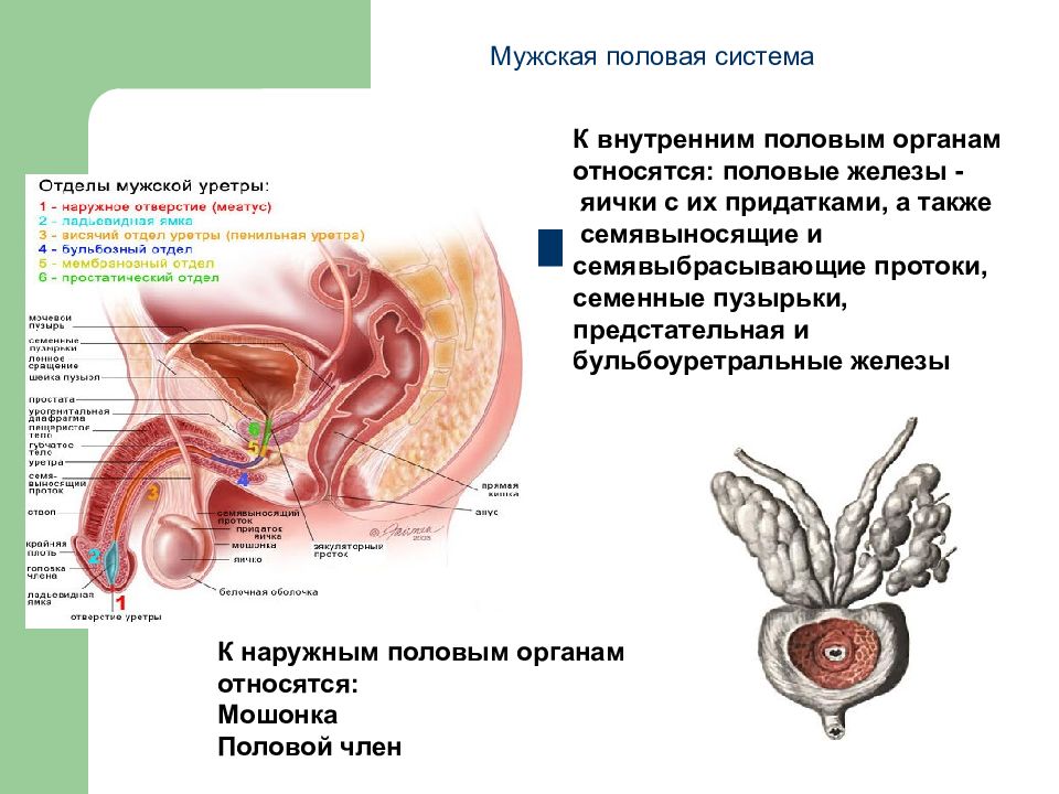 Мужская половая система семенные пузырьки. К внутренним мужским половым органам относятся. Бульбоуретральные железы анатомия. Наружные и внутренние половые органы мужчины.