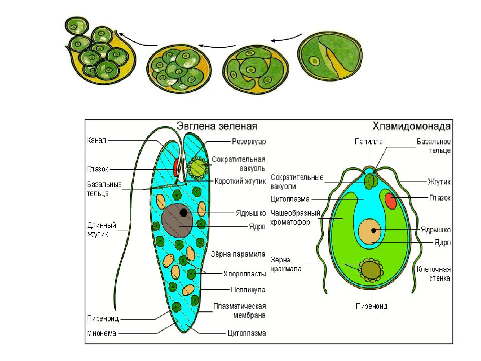 Органеллы водоросли. Зелёная эвглена хлоримонада. Хламидомонада и эвглена зеленая. Хламидомонады зелёная эвглена4. Эвглена и хламидомонада.