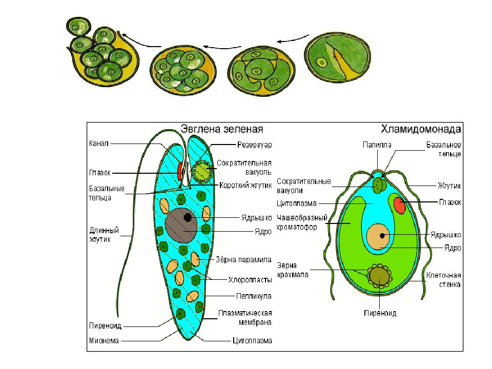 Особенности одноклеточных растений. Зелёная эвглена хлоримонада. Хламидомонады зелёная эвглена4. Хламидомонада и эвглена зеленая. Эвглена и хламидомонада.