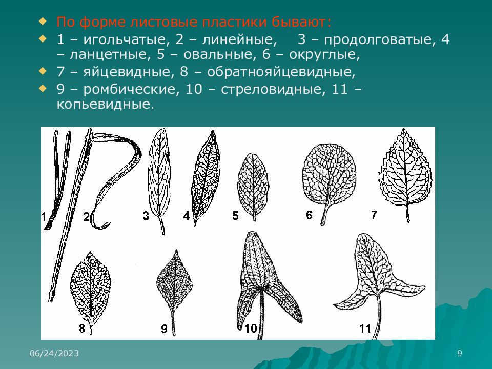 11 листов. Стреловидная форма листа. Продолговато ланцетная форма листа. Ромбическая форма листа. Обратно яйцевидная форма листа.