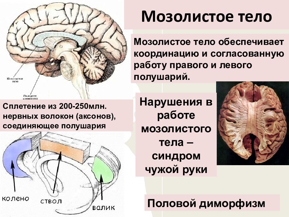 Мозолистое тело функции