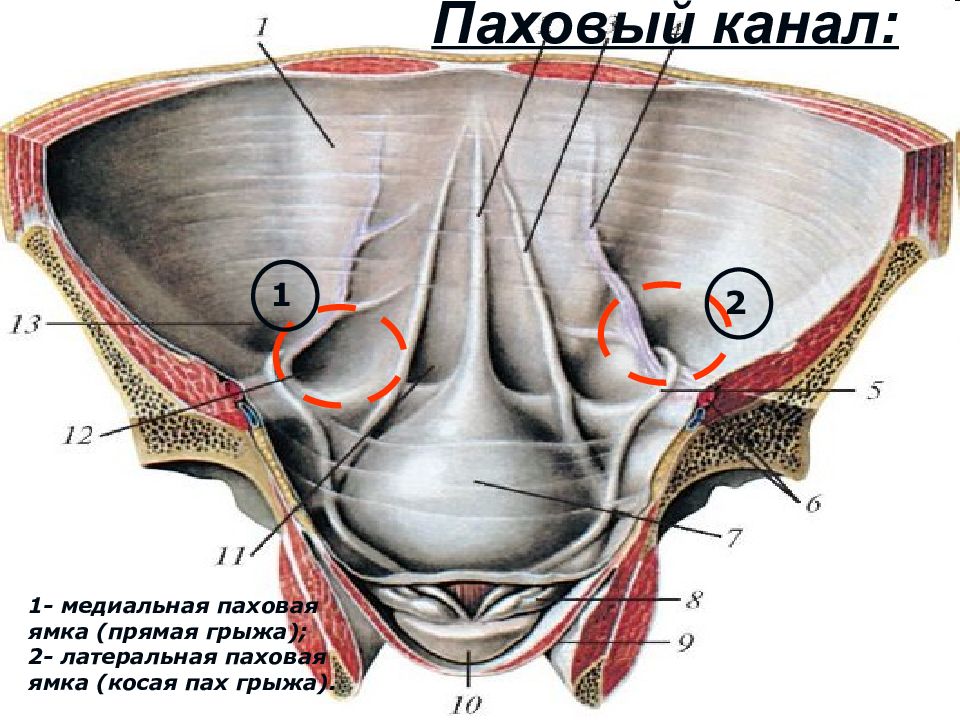 Паховые ямки