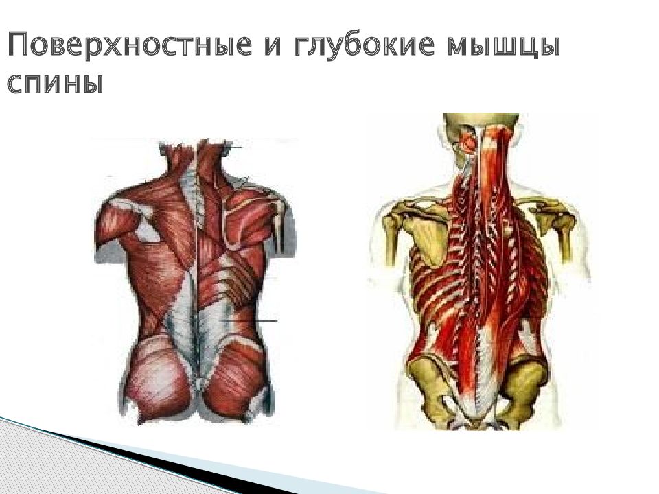 Поверхностные мышцы спины