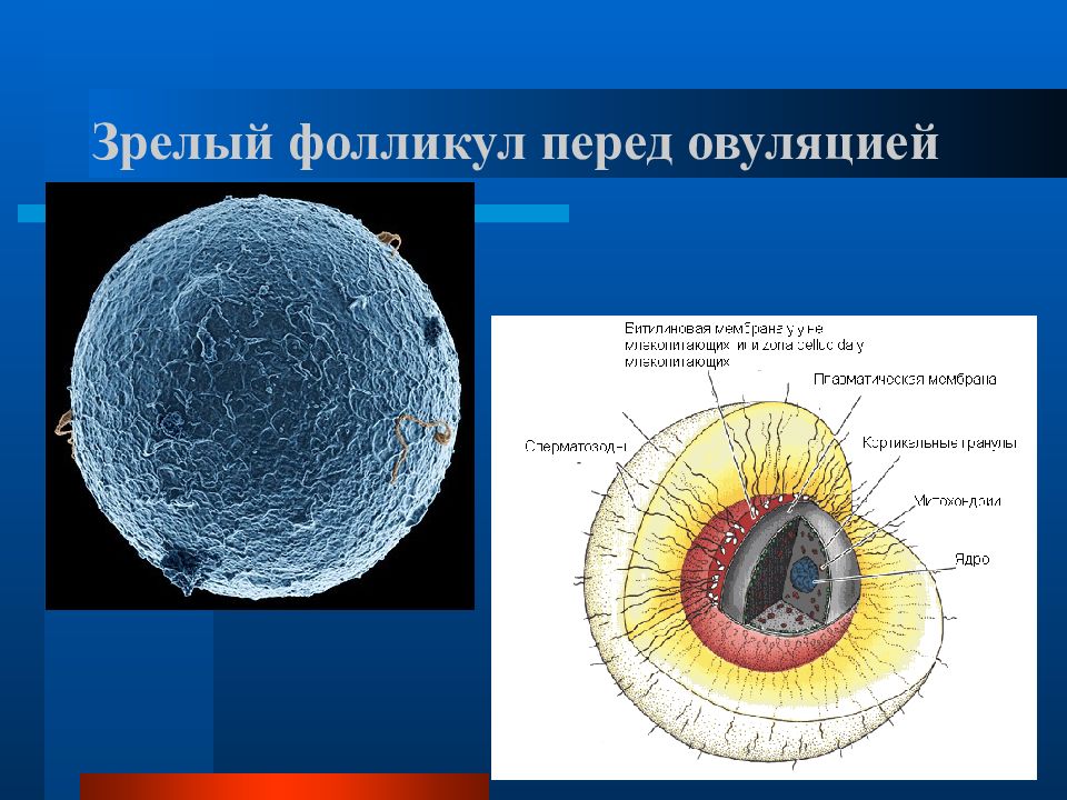 Что такое фолликулы. Фолликул. Виды фолликулов. Внутренняя оболочка фолликула.