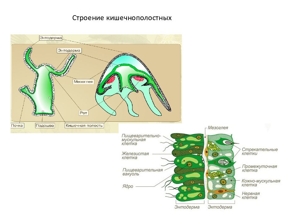 Стенка тела гидры схема