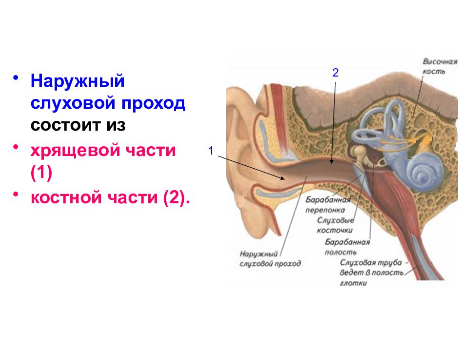 Наружный слуховой проход рисунок