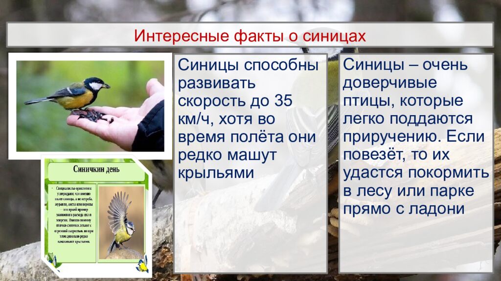 Интересные факты о синицах