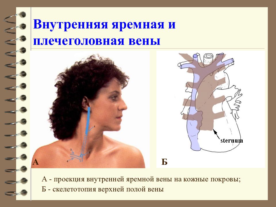 Яремная вена картинки