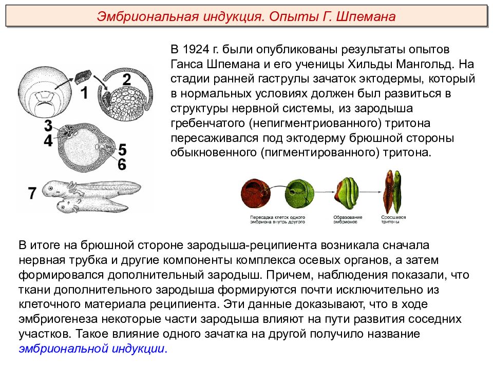 Онтогенез презентация пименов