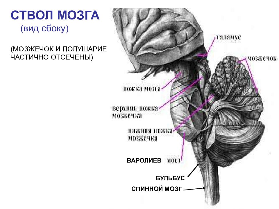 Ствол мозга рисунок