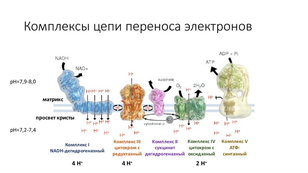 Цепь переноса электронов. Комплексы цепи переноса электронов. НАДН-дегидрогеназный комплекс. Цитохром дегидрогеназный комплекс. НАДН-дегидрогеназный комплекс (комплекс i)..