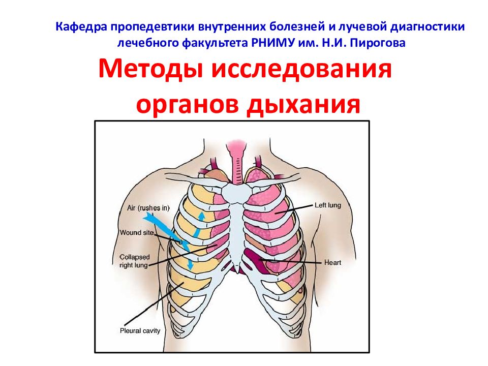 Пропедевтика органов дыхания презентация