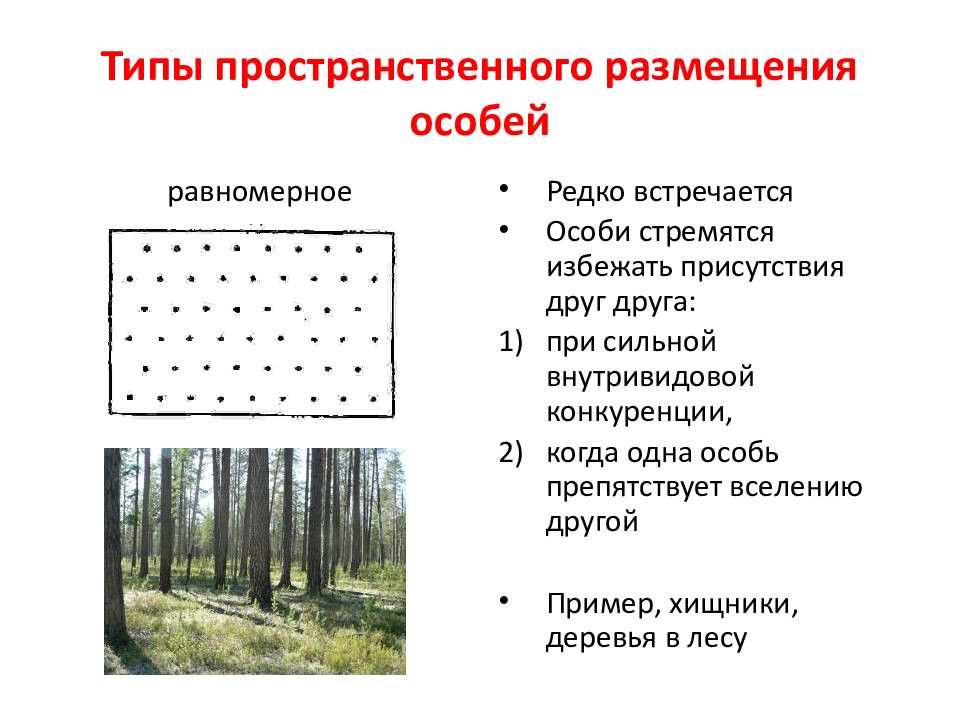 Презентация экологическая структура популяции