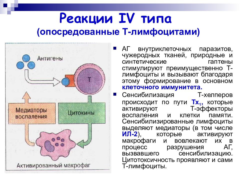 Аллергическая реакция презентация. Клеточно опосредованный Тип аллергических реакций. Схема аллергической реакции 4 типа. Инфекционная аллергия Тип аллергической реакции. Аллергическая реакция 4 типа опосредованные т лимфоцитами.